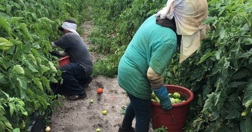 Farm Laborer Needed in Immokalee, Florida, USA